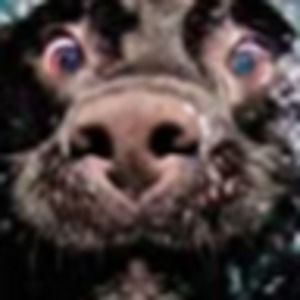 Meet your Posher, Zoey